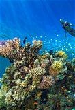 Where to find the best scuba diving sites in the Middle East